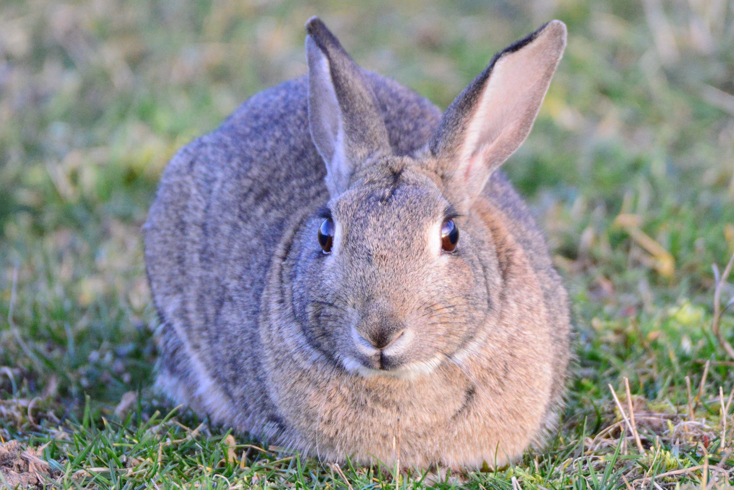 Bismarck Kaserne Rabbits (5156684).jpg