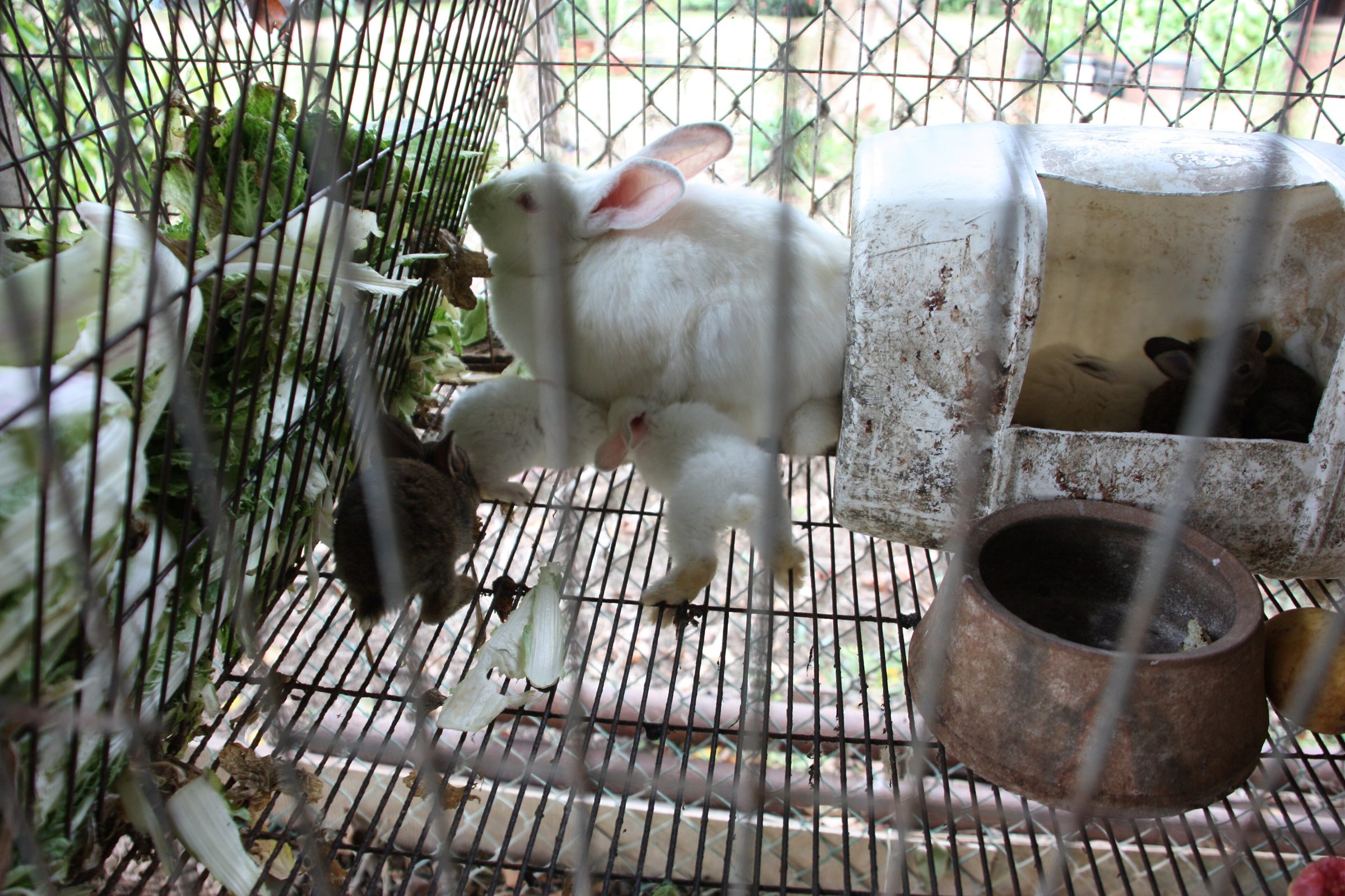 SB040 Rabbit farming Cuba 1.JPG