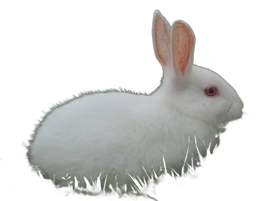Rabbit in the farm-1.jpg