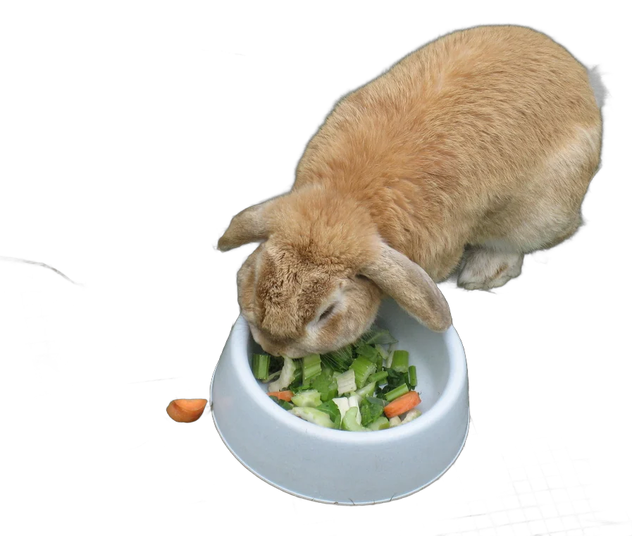 Well fed rabbit.jpg